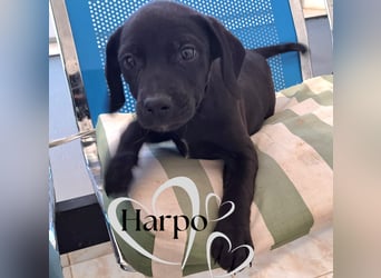 Harpo ist bald bereit für sein Für-immer-Zuhause