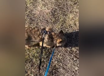 HEARTY, zuckersüßes Spielkind, 1 Jahr, 41 cm, Mischlingsmädchen, Tierschutz Rumänien