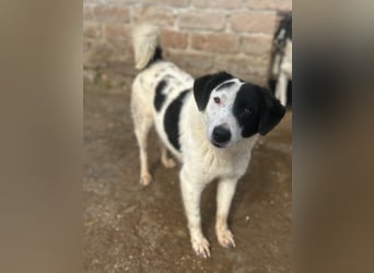 ⭐️SNOOPY⭐️, Spaßvogel und Spielkamerad, Rüde, 1 Jahr, 46cm, Mischling, Tierschutz