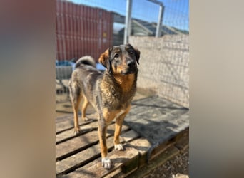 AMY, liebes Leckermäulchen, 2 Jahre, 45 cm, Mischling, Tierschutz Rumänien