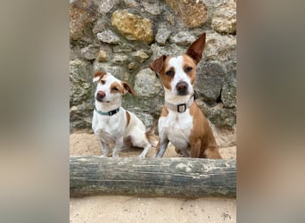 Aufgeschlossener Otis wartet in Portugal auf unserem Tierschutzhof!