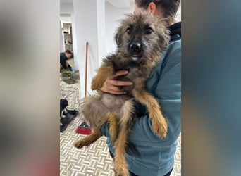 ⭐️Hearty⭐️, Herzensbrecherin, Hündin, 11 Monate, 38 cm, Mischling, Tierschutz