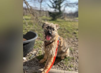 HEARTY, zuckersüßes Spielkind, 1 Jahr, 41 cm, Mischlingsmädchen, Tierschutz Rumänien