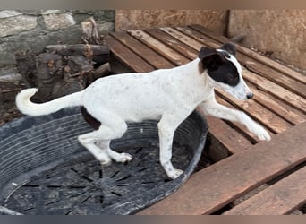 ⭐️SNOW⭐️, Herzensbrecher, Rüde, 1 Jahr, 46cm, Mischling, Tierschutz