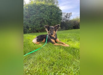 BRYNJA, sensible Angsthündin, 4 Jahre, 42 cm, Mischling, Tierschutz, 48301 Nottuln