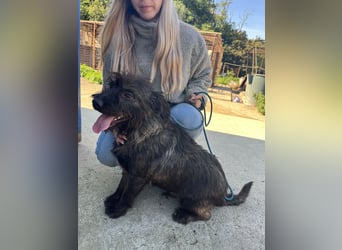 Szálka, zauberhafter junger Rüde