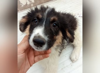 SARINA, Schmuse-Welpin, 3 Monate, 28 cm, Mischlingsmädchen, Tierschutz Rumänien