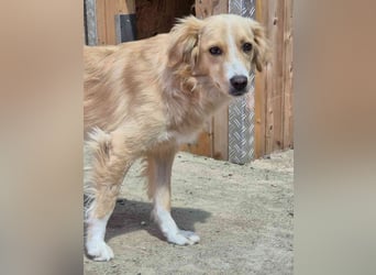 ⭐️SUNSHINE⭐️, Hündin, 2,5 Jahre, 42 cm, Mischling, Tierschutz