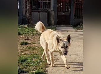 Süsser verspielter Paco möchte Rumänien verlassen