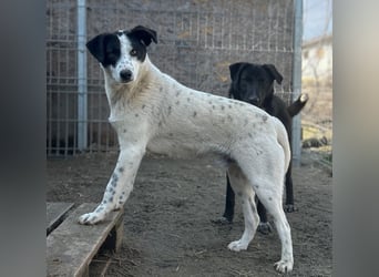 ⭐️SNOW⭐️, Herzensbrecher, Rüde, 1 Jahr, 46cm, Mischling, Tierschutz