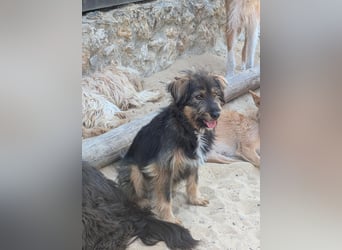 Menschenbezogener Benno wartet in Portugal auf seine Menschen!