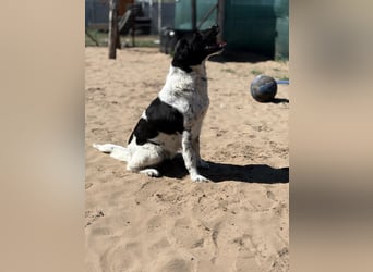Gaston: Kleiner Reisender sucht Ziel