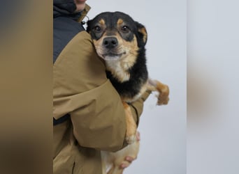 ⭐️NUTELLA⭐️ kuschelige Hündin, 2 Jahre, ca. 45 cm, Mischling, Tierschutz Rumänien