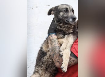 ⭐️GREY⭐️,besondere Hündin, 4,5 Jahre, 50 cm, Mischling, Tierschutz Rumänien