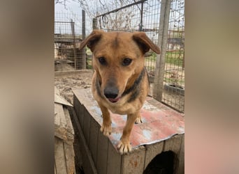 Zengö verteilt Küsse