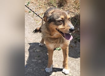 Gina lebt seit 5 Jahren in einem Rumänischen Tierheim.....