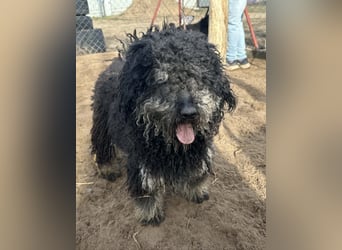 Samu möchte dir sein Herz schenken