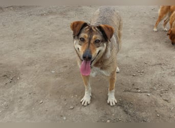 Hündin Bernstein stellt sich vor