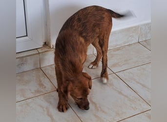 Stela sucht ein liebevolles Zuhause