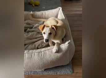 NURIAN, schüchterner Mischlingsjunge, 8 Monate, 45 cm, Pflegestelle 51503, Tierschutz Rumänien