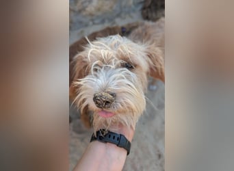Zauberhafte Fritzi wartet auf unserem Tierschutzhof in Portugal!