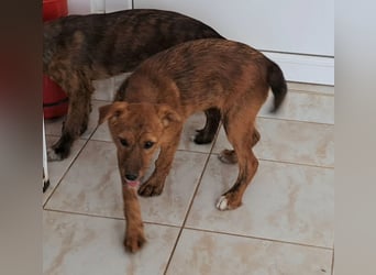 Stela sucht ein liebevolles Zuhause