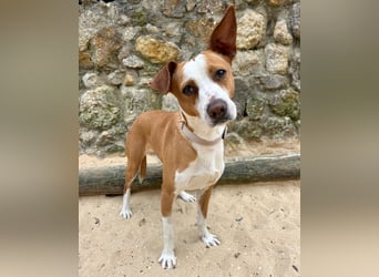 Aufgeschlossener Otis wartet in Portugal auf unserem Tierschutzhof!