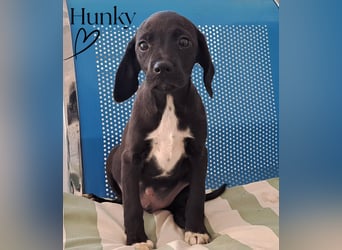 Hunky sucht sein Für-immer-Zuhause