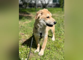 KORBEL, schlauer Schatz, 5 Monate, 41 cm, Mischlingsjunge, Pflegestelle 51503, Tierschutz Rumänien