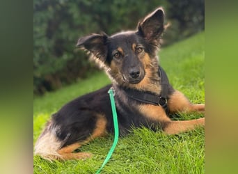BRYNJA, sensible Angsthündin, 4 Jahre, 42 cm, Mischling, 48301 Nottuln, Tierschutz