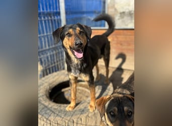 ⭐️EDO⭐️, Rüde, 1 Jahr, 50 cm, Mischling, Tierschutz