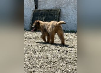 URSULET, süßer Frechdachs, 5 Monate, 28 cm, Pflegestelle Düsseldorf, Tierschutz Rumänien