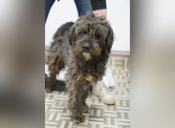 SPARTACUS, wunderbarer Wuschel, Rüde, 9 Monate, 46 cm, Mischling, Tierschutz Rumänien