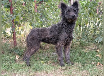 Bezaubernde Zelmira sucht ihr Glück