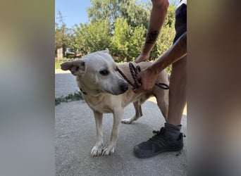 Pepe sucht großes Glück