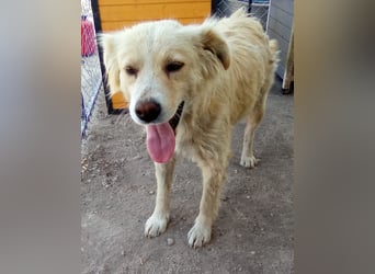 FINCHEN, Herz aus Gold, 5 Jahre, 45 cm, Mischlingshündin, Tierschutz Rumänien