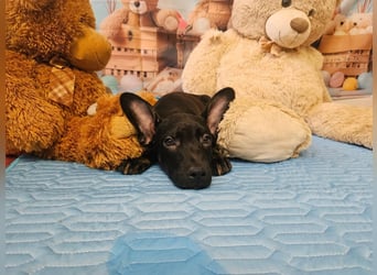 Frederico sucht einen Sportpartner