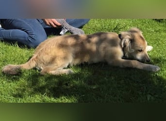 KORBEL, schlauer Schatz, 5 Monate, 41 cm, Mischlingsjunge, Pflegestelle 51503, Tierschutz Rumänien