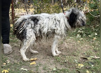 Vileda - dringend Gnadenplatz gesucht!!