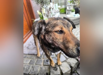 XORO, charmanter Goldschatz, 1,5 Jahre, 50 cm, Mischling, Tierschutz, Pflegestelle Hennef