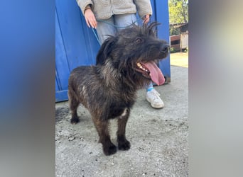 Szálka, zauberhafter junger Rüde