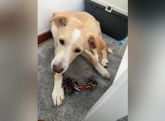 NURIAN, schüchterner Mischlingsjunge, 8 Monate, 45 cm, Pflegestelle 51503, Tierschutz Rumänien