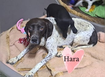 Hara sucht ihr eigenes Zuhause