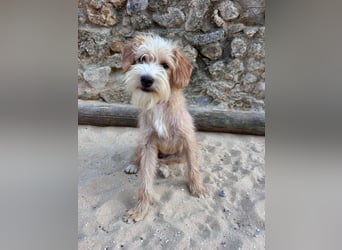 Zauberhafte Fritzi wartet auf unserem Tierschutzhof in Portugal!