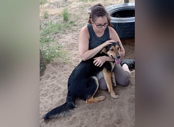 Kerubin, toller Hundemann