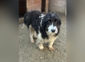 ⭐️GLORIE⭐️, Hündin, 8 Monate, 37 cm, Mischling, Tierschutz