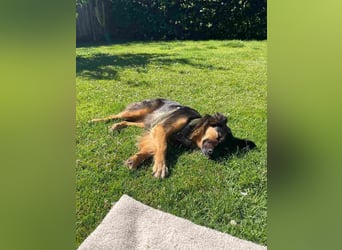 BRYNJA, sensible Angsthündin, 4 Jahre, 42 cm, Mischling, 48301 Nottuln, Tierschutz