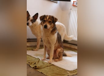⭐️TIMENTES⭐️, ganz charmante Hündin, 6 Jahre, 48 cm, Mischling, Tierschutz