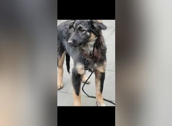 Luna - momentan auf Pflegestelle in 50969 Köln