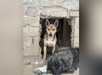 ⭐️ORFI⭐️, reizender Hundejunge, 2 Jahre, 42 cm, Mischling, Tierschutz Rumänien